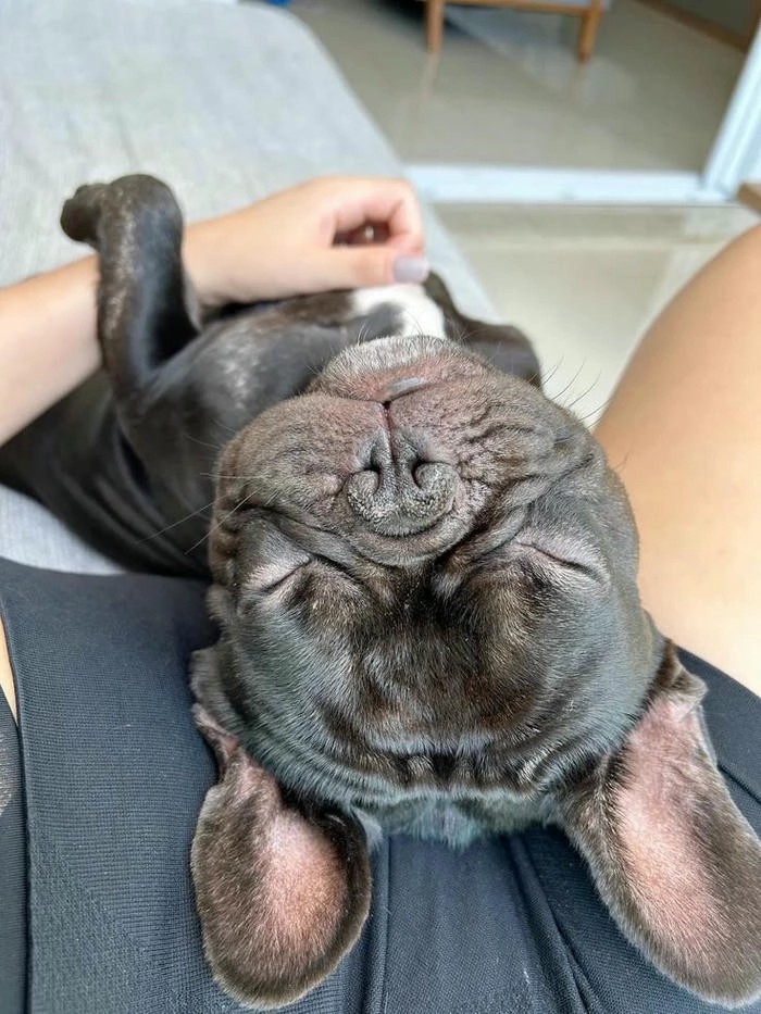 chó mặt xệ cute hợp gu giới trẻ 