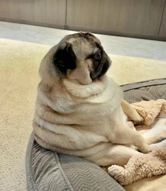chó mặt xệ meme hài hước 