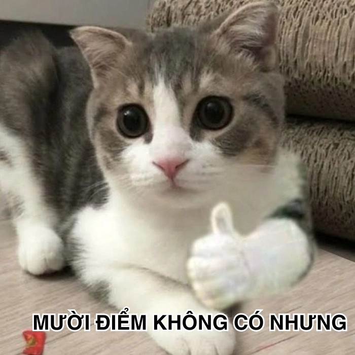 Meme hài không có nhưng 10 điểm 