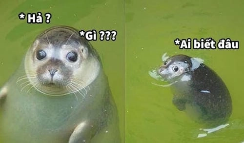 meme hả gì ai biết đâu chế vui 