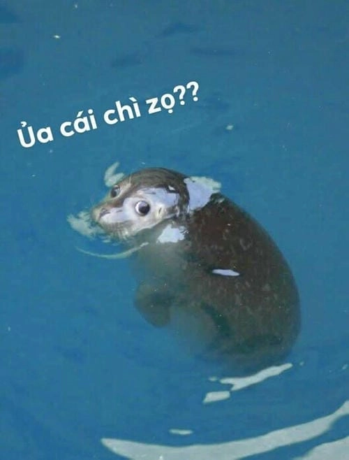 ủa ai biết gì đâu hình ảnh meme 