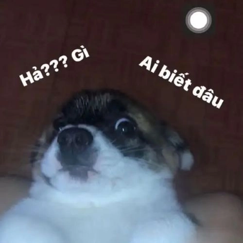 biết gì đâu meme mặt khó hiểu 