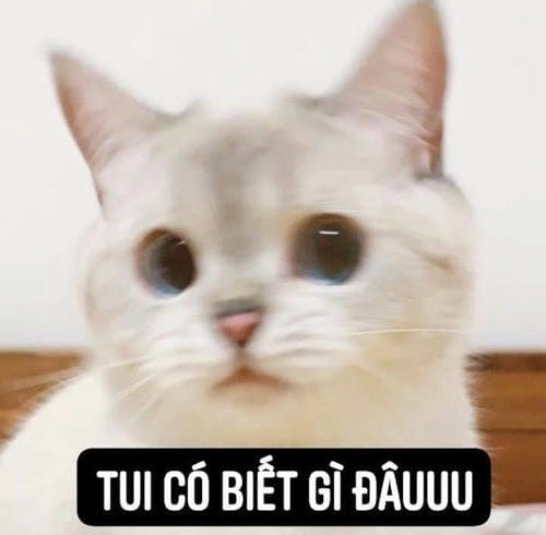 hả gì ai biết đâu meme photo hài 