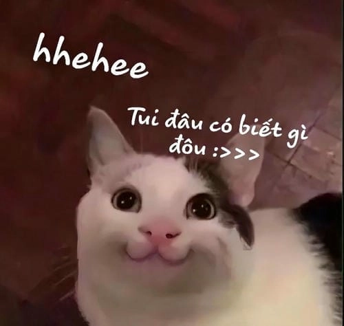 meme hả gì ai biết đâu ảnh hài hước 