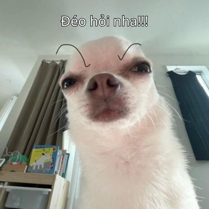 meme ai hỏi cực mạnh 