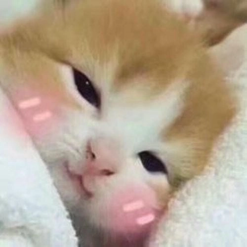 Meme mèo buồn ngủ siêu hài