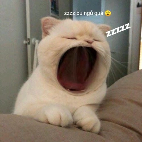 Meme buồn ngủ cute ghê 