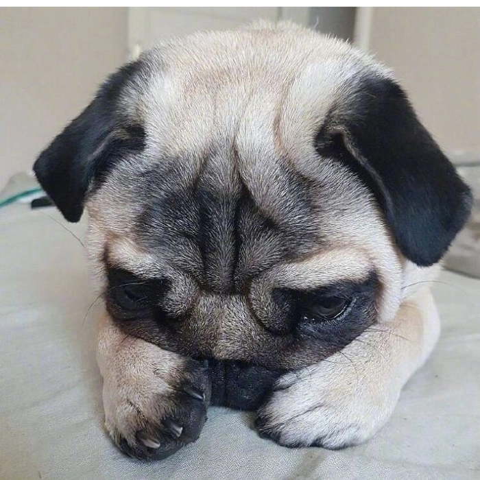 meme chó buồn đen trắng 