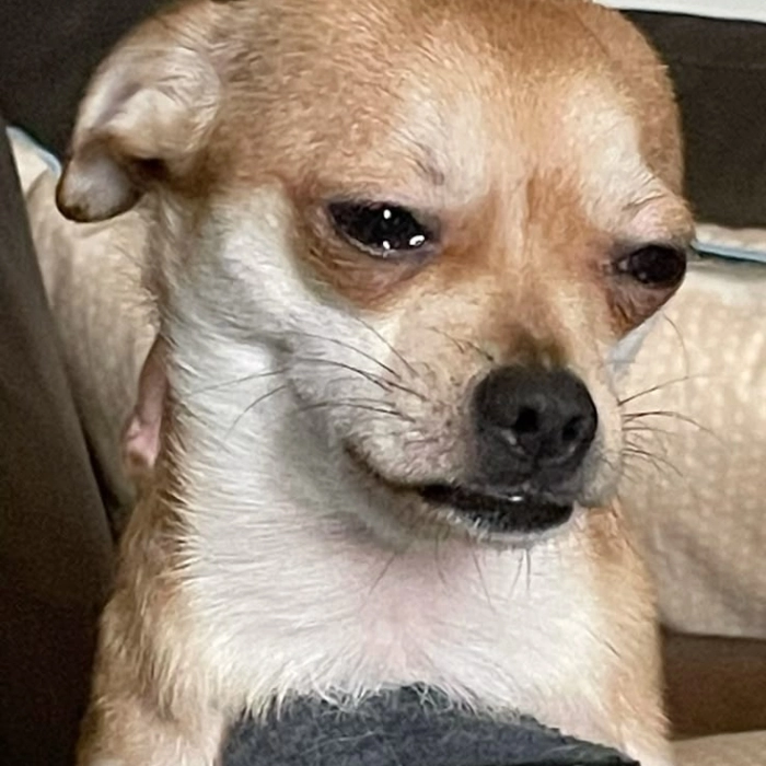 meme chó buồn thất tình 