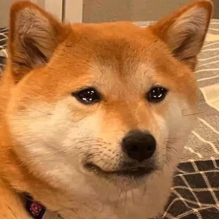 hình ảnh chó buồn meme 