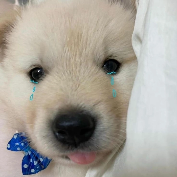 meme chó buồn tâm sự 