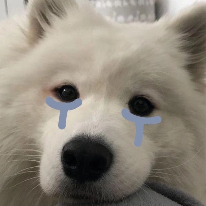 meme chó buồn nằm suy tư 