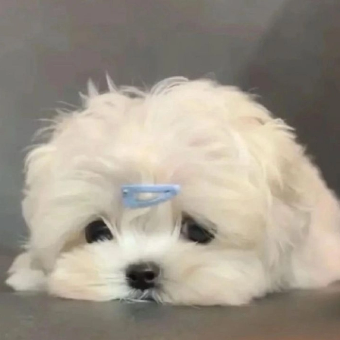 ảnh meme chó buồn nghệ thuật 