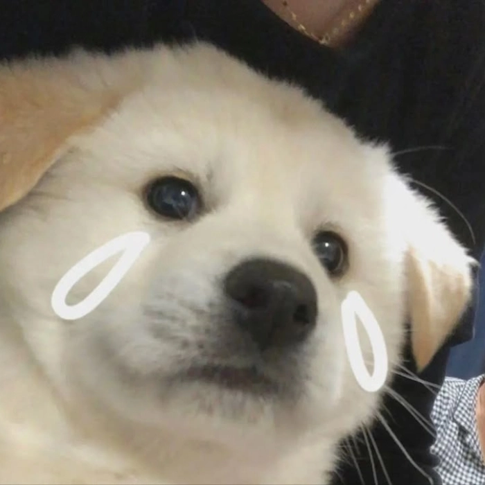 meme chó buồn thẫn thờ 