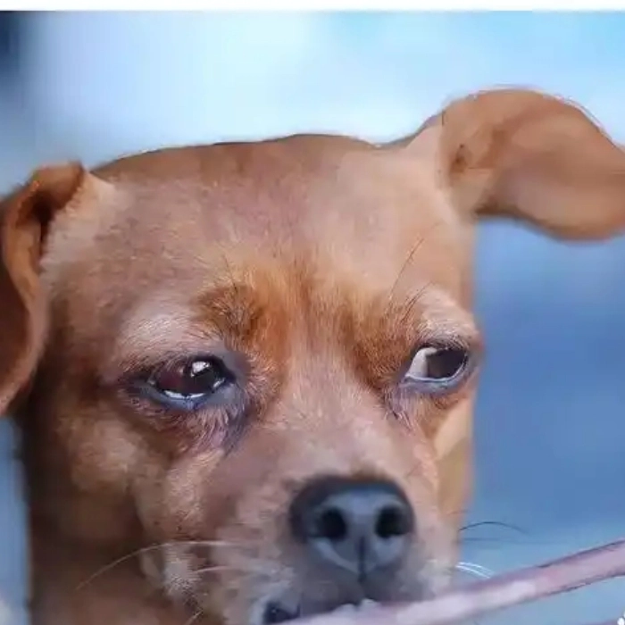 meme chó buồn gây xúc động 