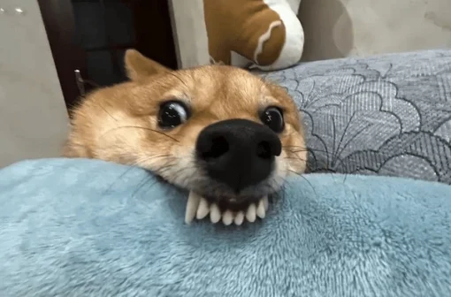 Cười té ghế với 101+ meme chó cắn siêu hài không thể bỏ lỡ