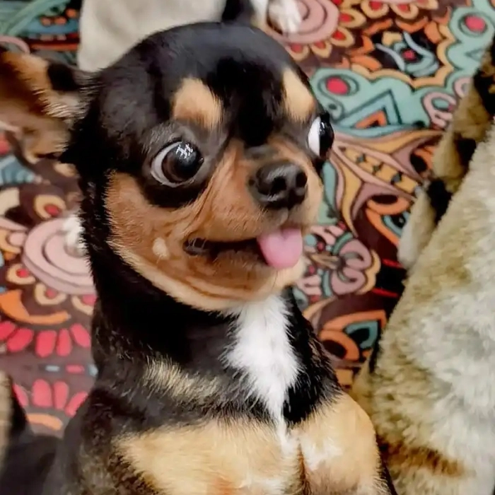 meme chihuahua đang sủa 