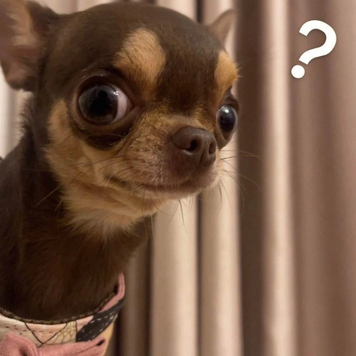 ảnh chế chó chihuahua 