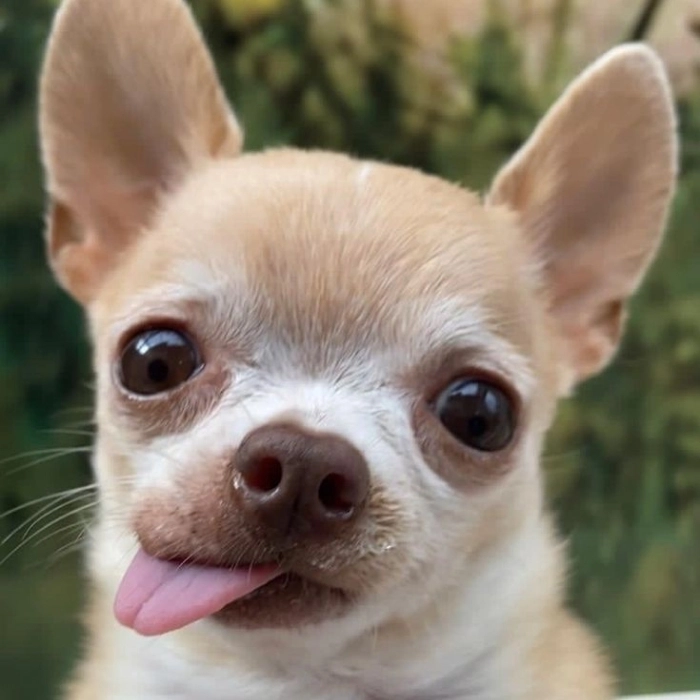 ảnh meme chihuahua biểu cảm lạ 