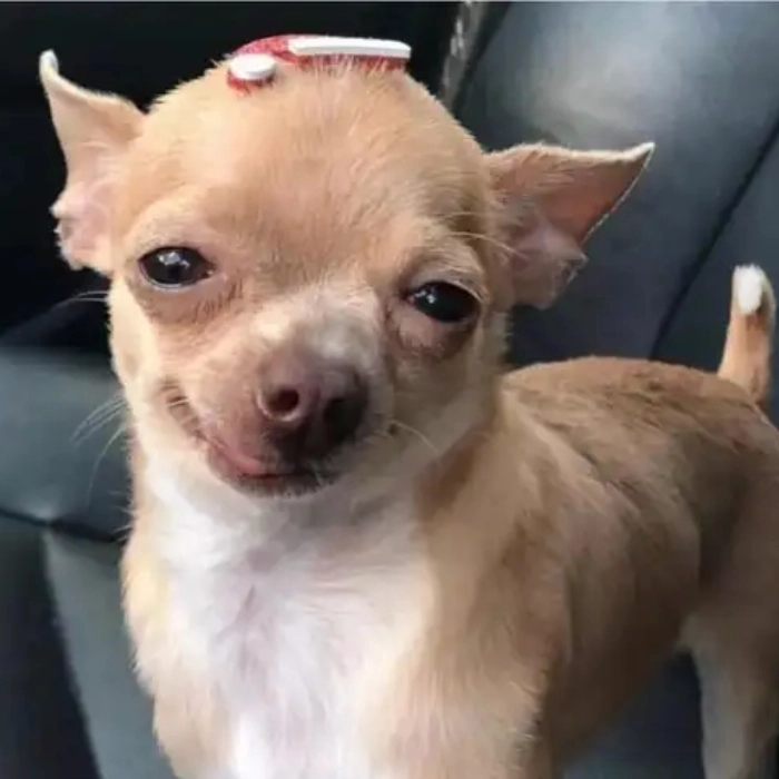 meme chihuahua ngạc nhiên 