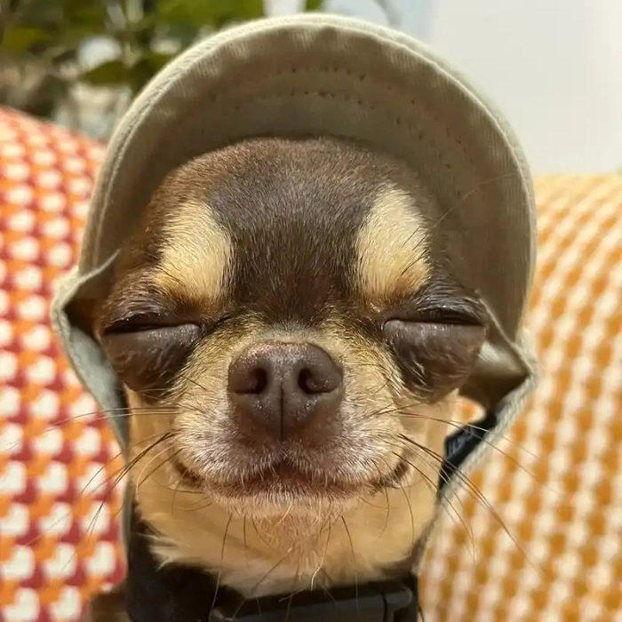 chihuahua meme 