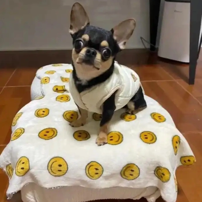 meme chó chihuahua khó chịu 