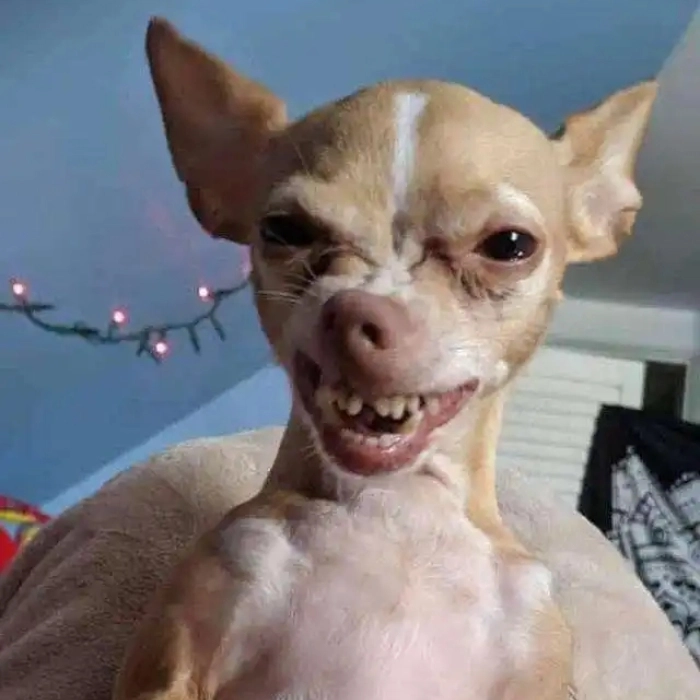 meme chó chihuahua dễ ghét 