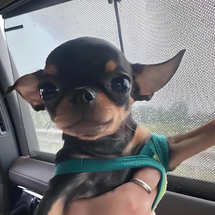 ảnh chế chihuahua siêu hài 