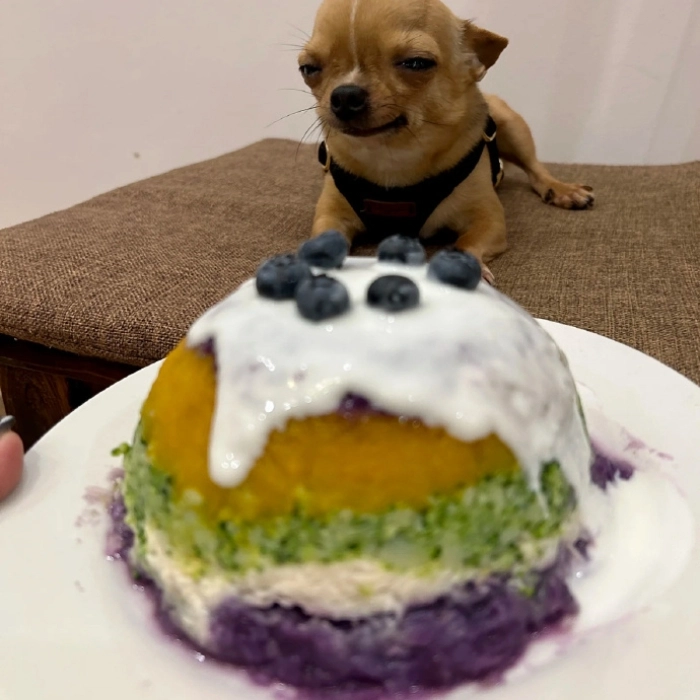 ảnh chó chihuahua meme 