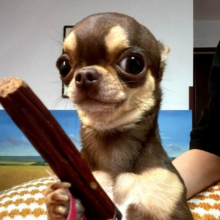 chihuahua meme hài hước 