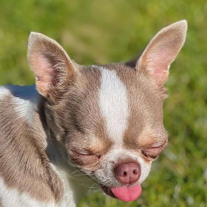 meme chihuahua cười gượng 