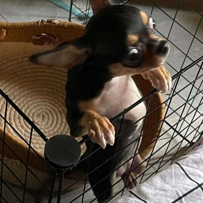 meme con chihuahua cau có 