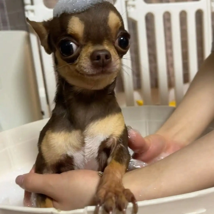 ảnh meme con chó chihuahua 