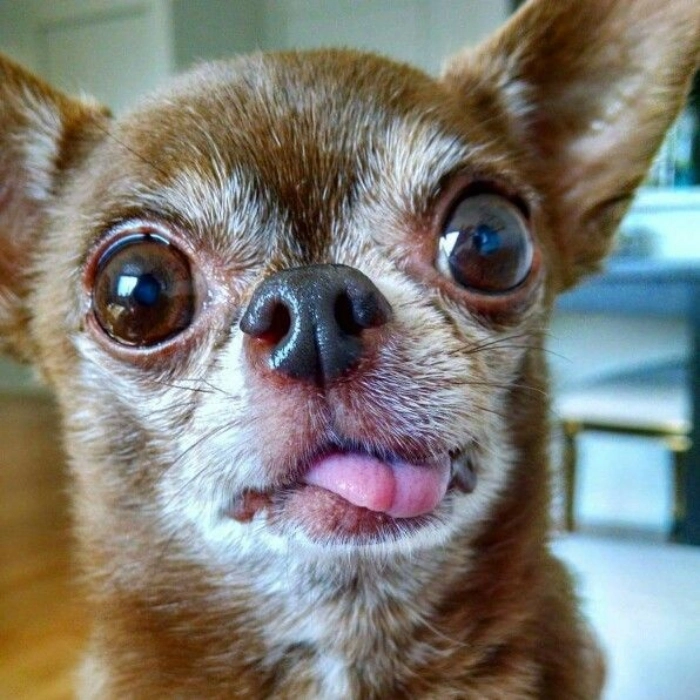 meme chihuahua sợ hãi 