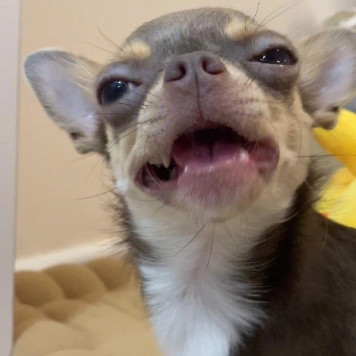 meme chó chihuahua đang la hét 