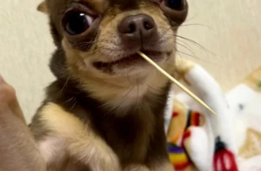 Khám phá 144+ ảnh meme chó Chihuahua cực kỳ hài hước