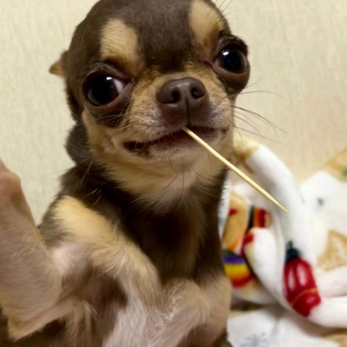 meme chihuahua troll 