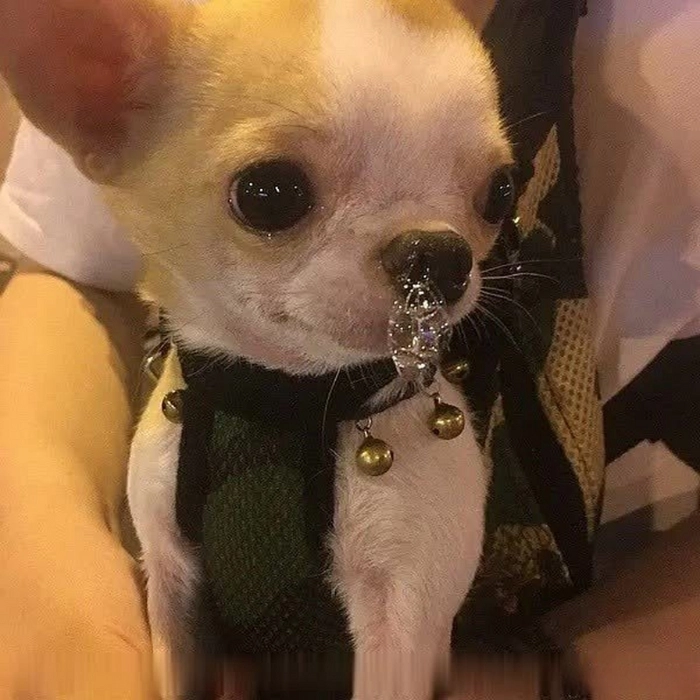 ảnh chế meme chó chihuahua hài 