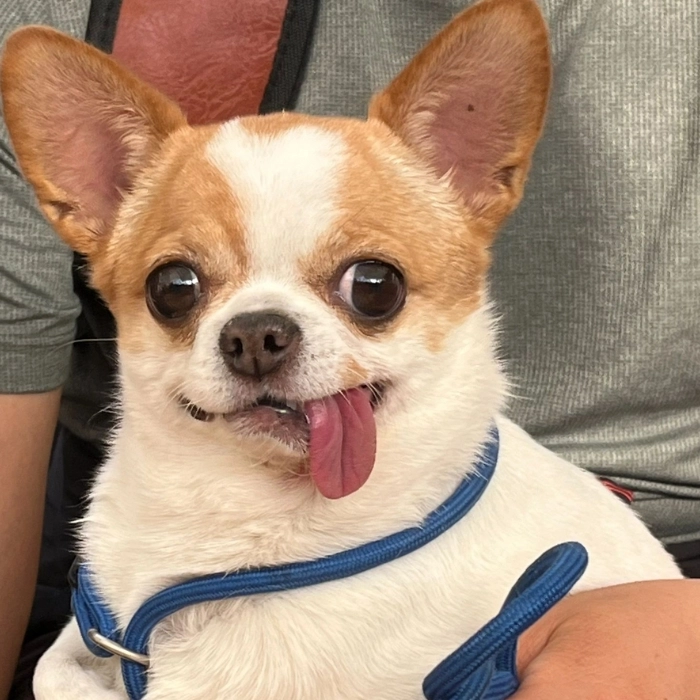 meme chó chihuahua dễ thương 