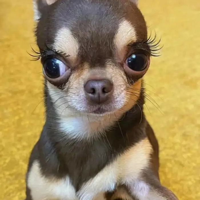ảnh meme chó chihuahua ngáo ngơ 