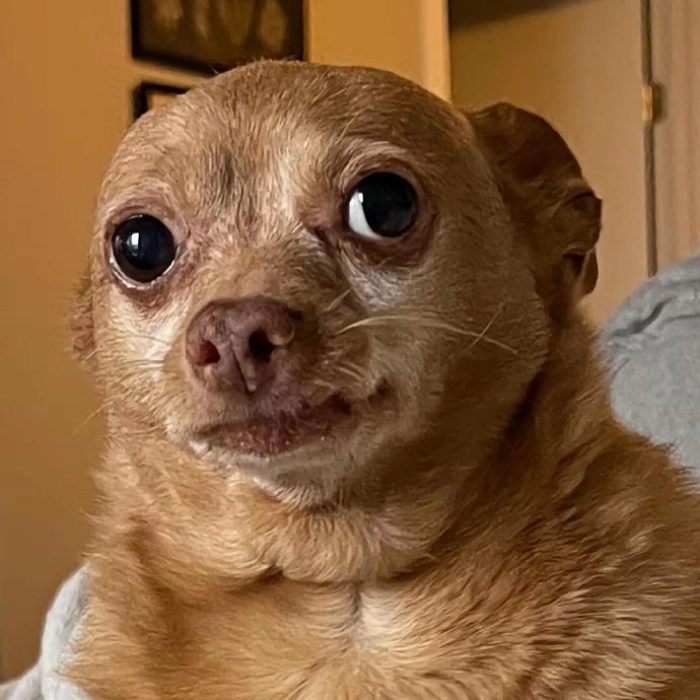 ảnh meme chó chihuahua biểu cảm 
