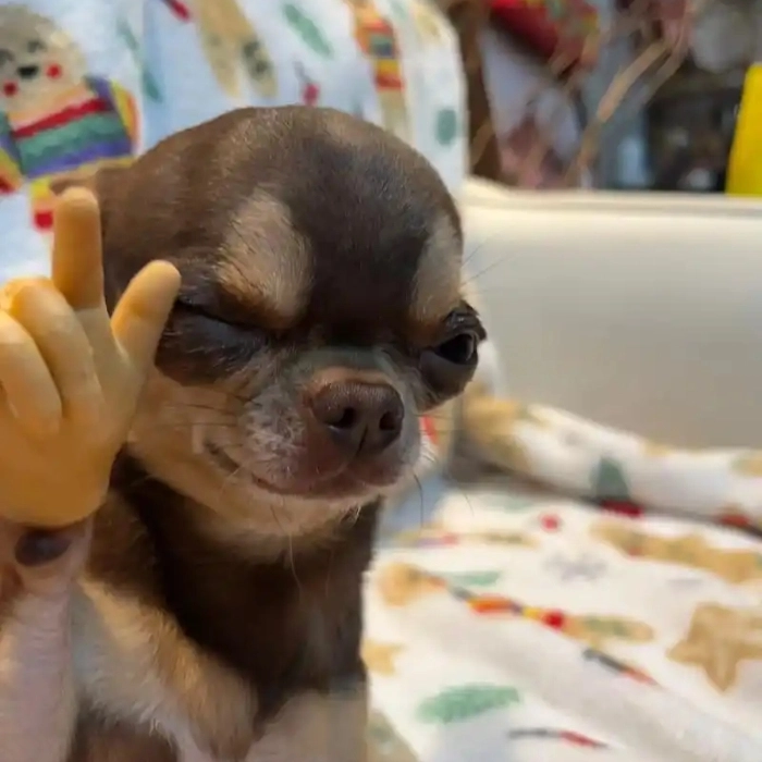 meme chó chihuahua mặt ngáo 