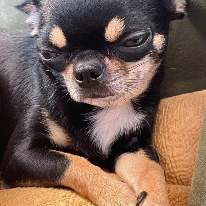 hình meme chihuahua buồn cười 