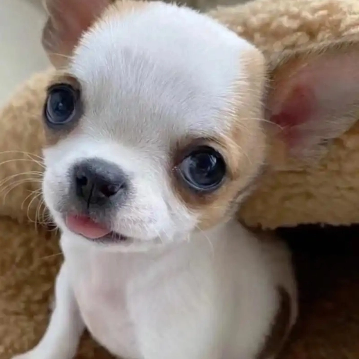 meme chihuahua meme dog 