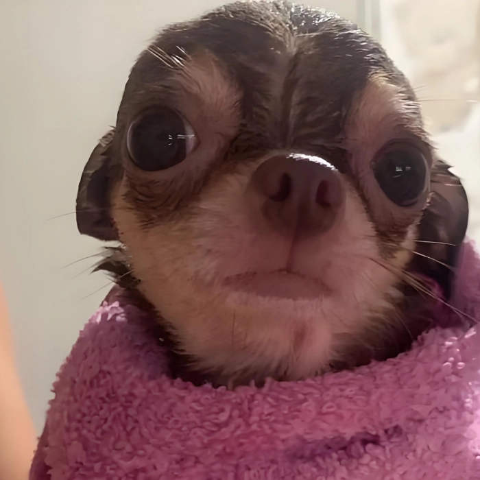 meme con chó chihuahua nhỏ xíu 