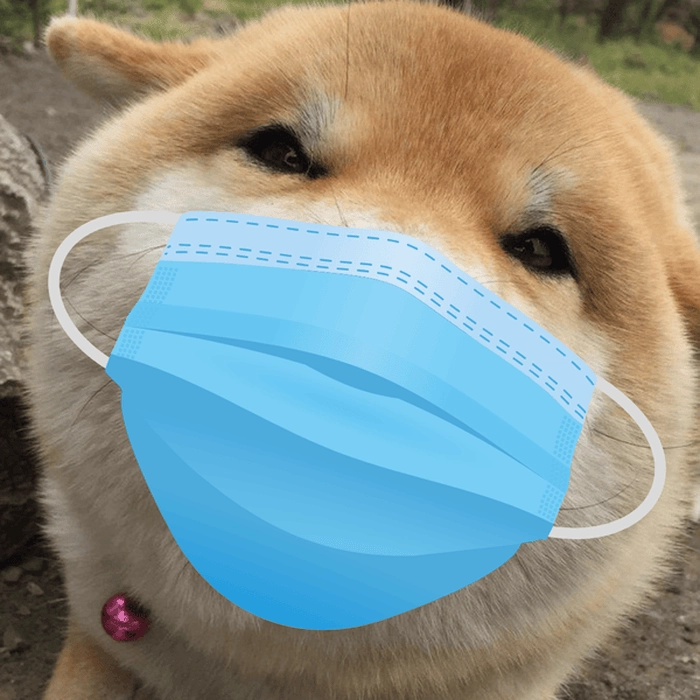 Ảnh con chó mang khẩu trang meme 