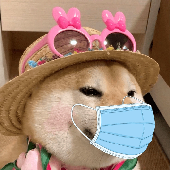 Hình ảnh meme con chó đeo khẩu trang 