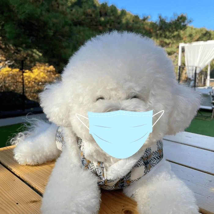 Chó meme đeo khẩu trang độc đáo 