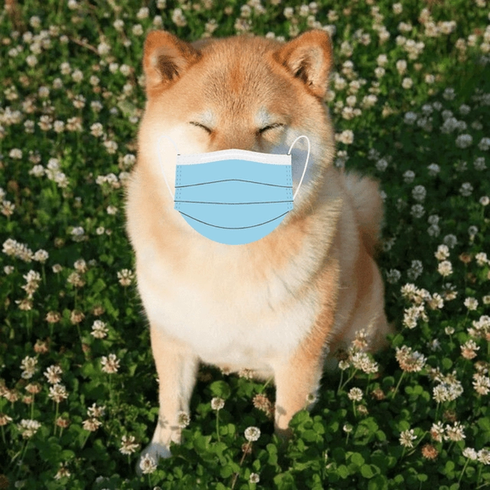 Con chó meme đeo khẩu trang vui nhộn 