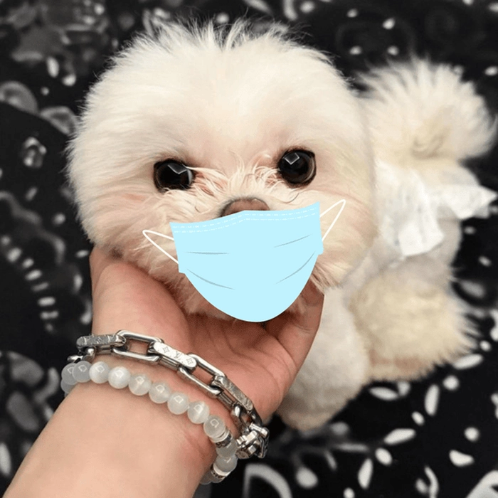 Hình vui chó đeo khẩu trang 